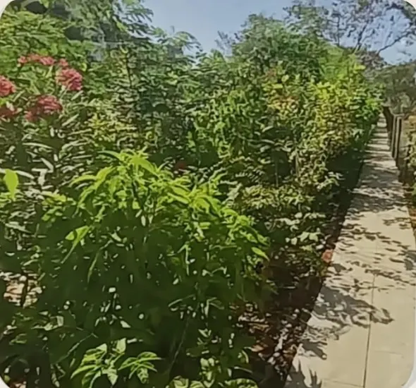 Plantation growth documented in the foundation brochure