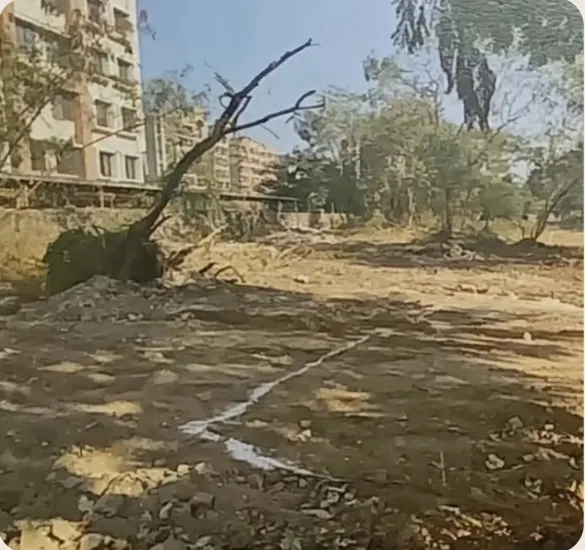Site before plantation