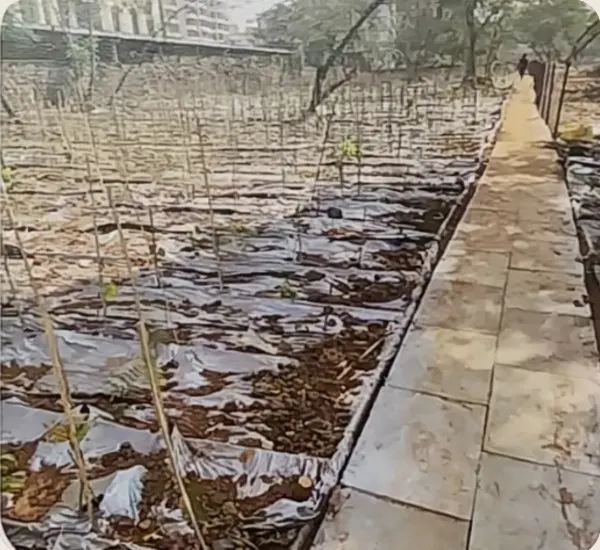 Young saplings on plantation day